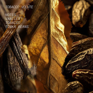 Tobacco Volute - L'Atelier Parfum