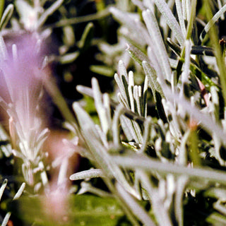092 Hand Cream Sage/Rosemary/Lavender - L:A Bruket