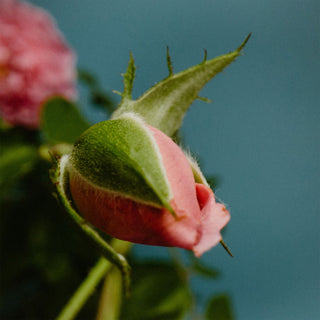 Rose With insect - Perfumer H