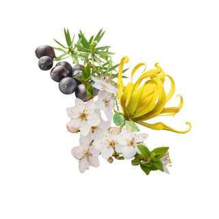 Floreale - The Essential Cocktail
